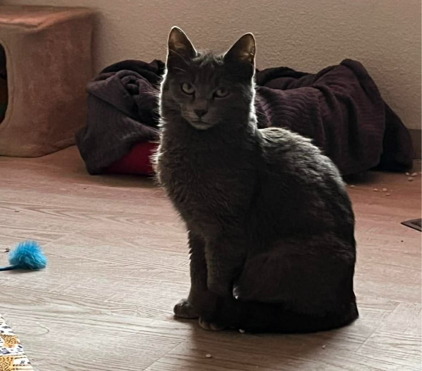 Don animaux Aude Carcassonne - Photos Vivastreet Boule et Bill deux frères a l'adoption