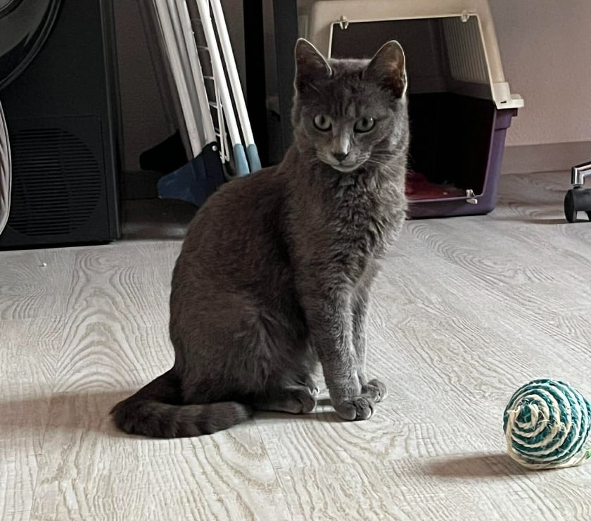 Don animaux Aude Carcassonne - Photos Vivastreet Boule et Bill deux frères a l'adoption