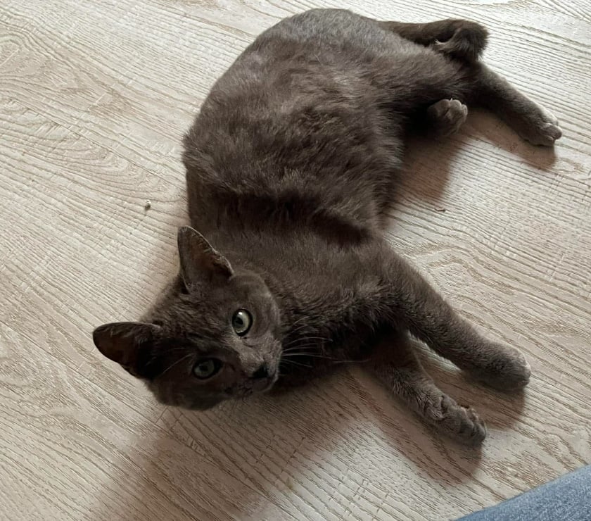 Don animaux Aude Carcassonne - Photos Vivastreet Boule et Bill deux frères a l'adoption