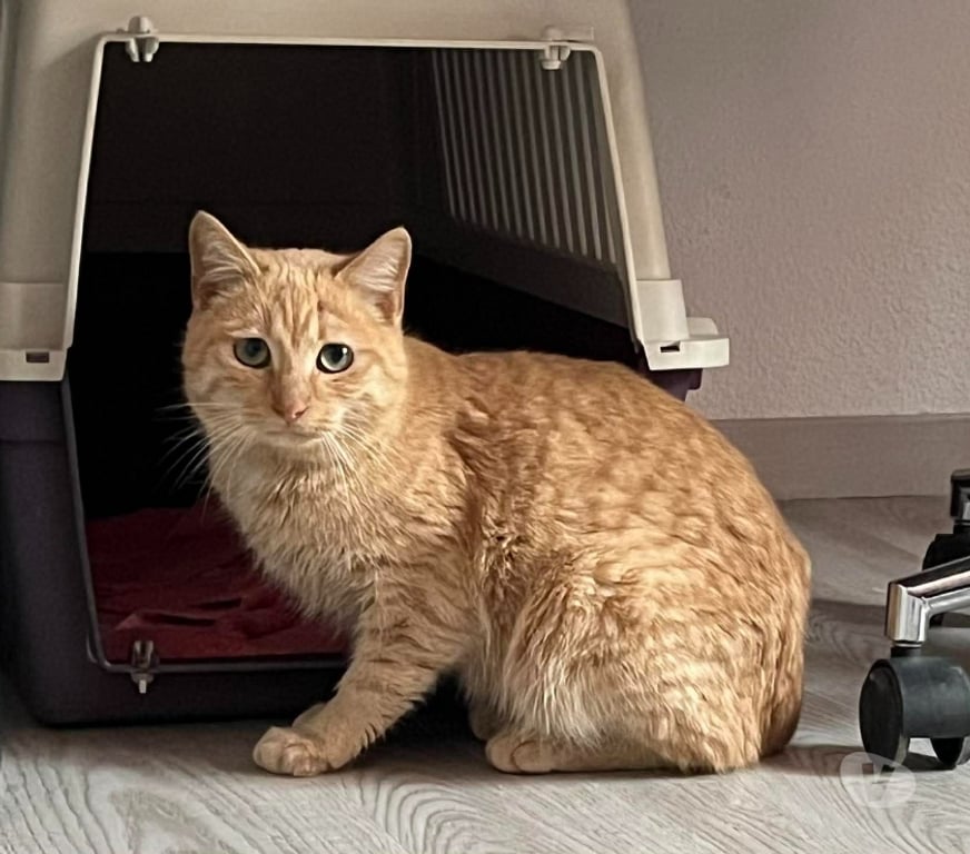 Don animaux Aude Carcassonne - Photos Vivastreet Belle chatte rousse 6 mois a adopter