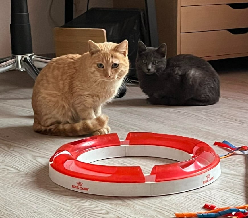 Don animaux Aude Carcassonne - Photos Vivastreet Belle chatte rousse 6 mois a adopter