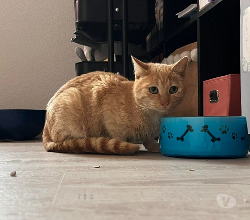 Don animaux Aude Carcassonne - Photos Vivastreet Belle chatte rousse 6 mois a adopter