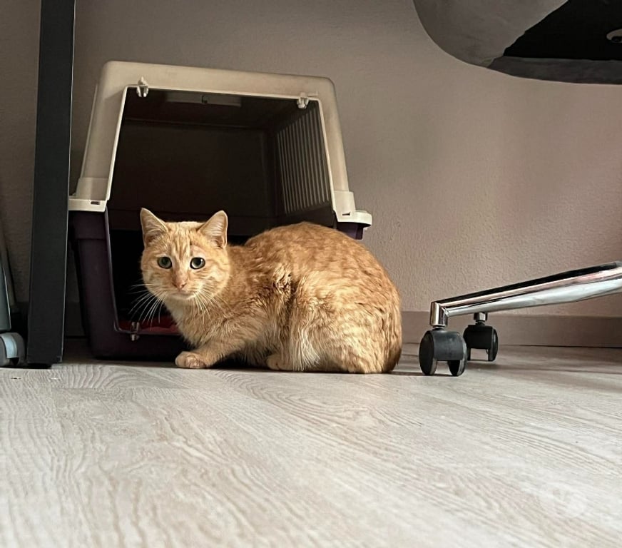 Don animaux Aude Carcassonne - Photos Vivastreet Belle chatte rousse 6 mois a adopter