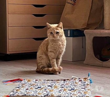 Don animaux Carcassonne Carcassonne - Photos Vivastreet Belle chatte rousse 6 mois a adopter