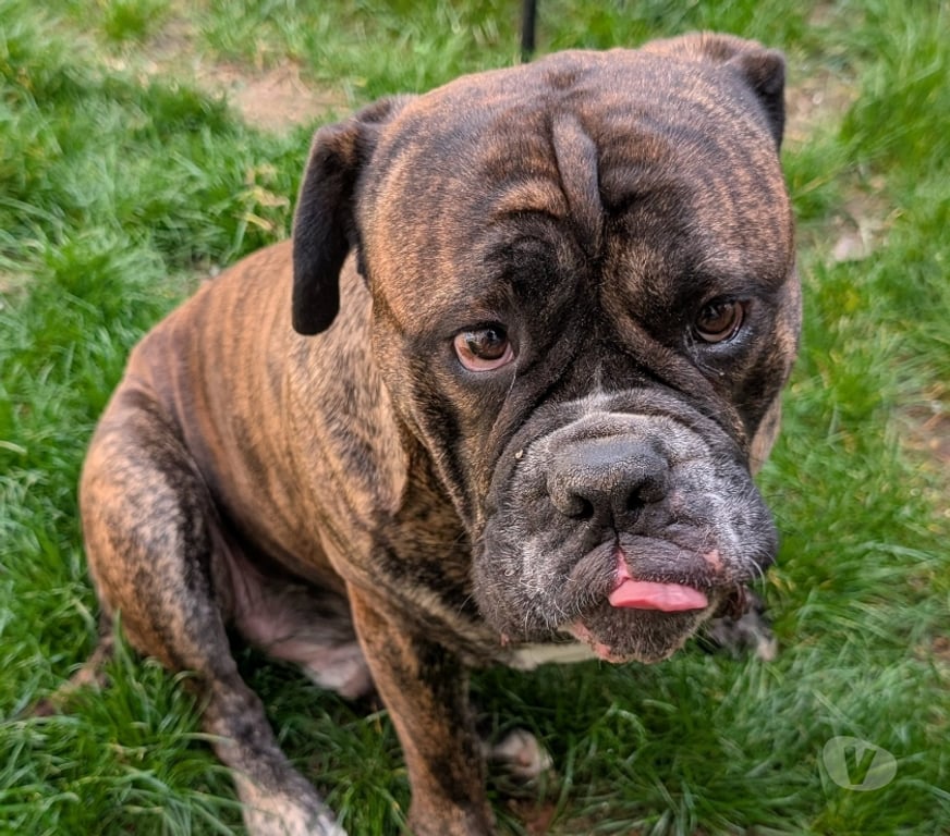 Don animaux Drôme Valence - 26000 - Photos Vivastreet Chien VIKING à l adoption