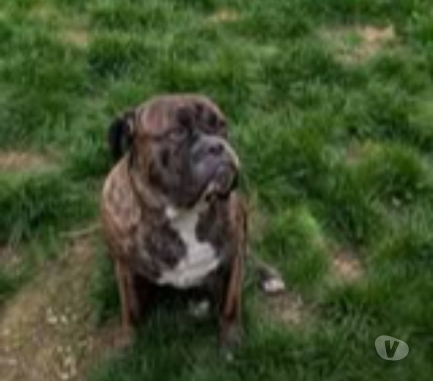 Don animaux Drôme Valence - 26000 - Photos Vivastreet Chien VIKING à l adoption