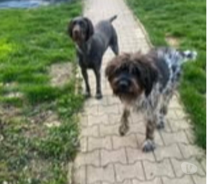 Don animaux Isère Montferrat - 38620 - Photos Vivastreet Chien JUDIE à l adoption