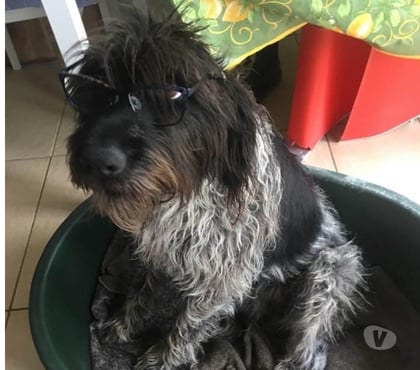 Don animaux Montferrat Isère - Photos Vivastreet Chien JUDIE à l adoption