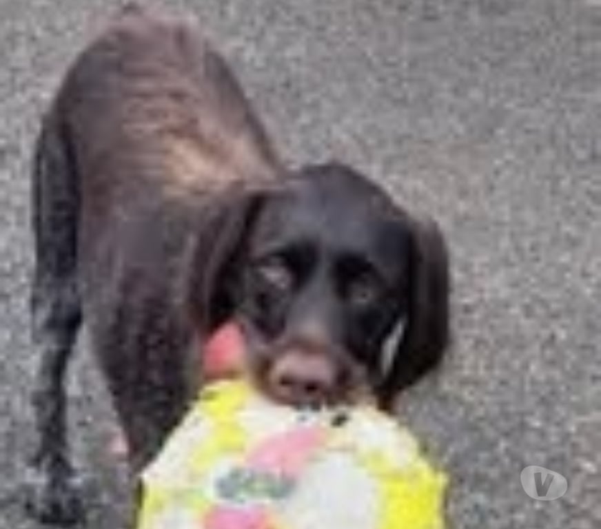 Don animaux Isère Montferrat - 38620 - Photos Vivastreet Chien SAYA à l adoption