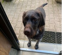 Photos Vivastreet Chien SAYA à l adoption