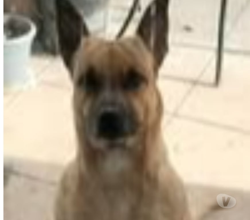 Don animaux Rhône Decines Charpieu - 69150 - Photos Vivastreet Chien MIRA à l adoption