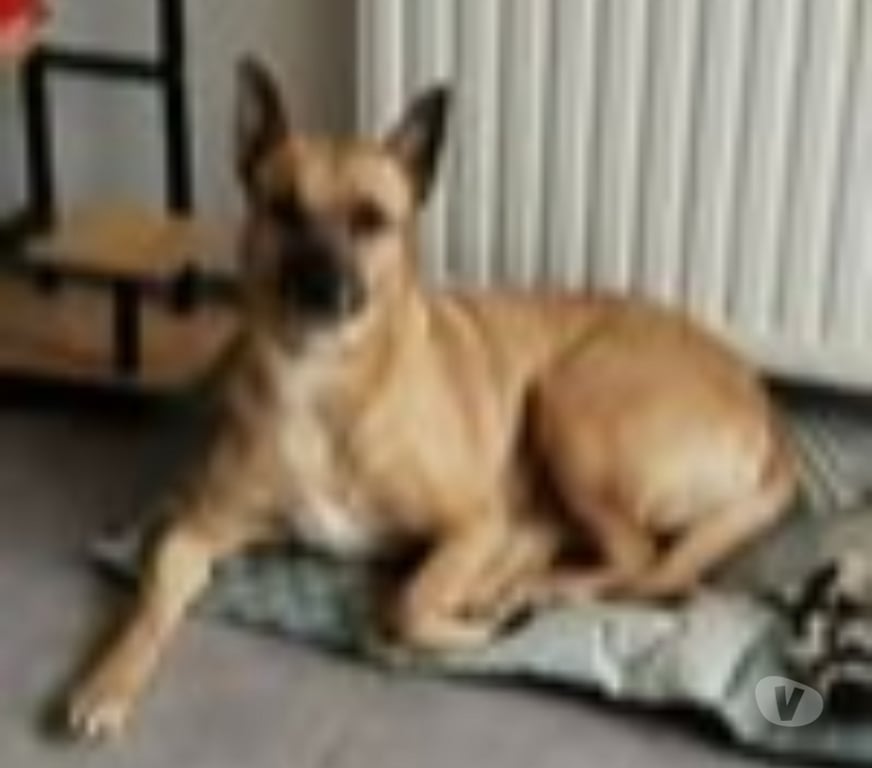 Don animaux Rhône Decines Charpieu - 69150 - Photos Vivastreet Chien MIRA à l adoption