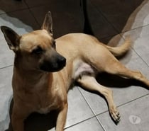Chien MIRA à l adoption