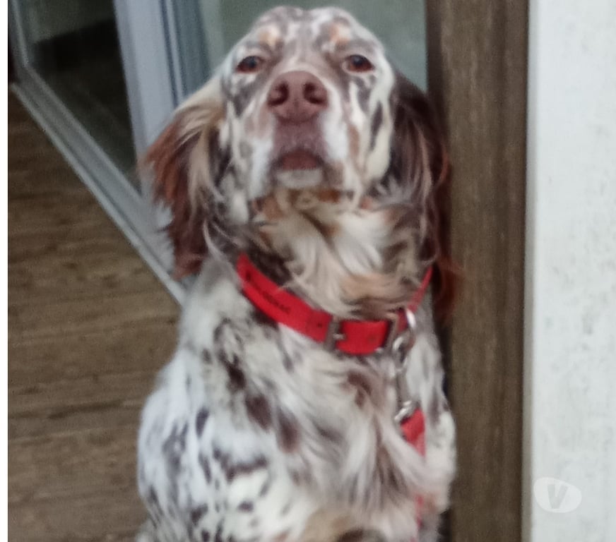 Don animaux Ardèche Tournon sur Rhone - 07300 - Photos Vivastreet Chien TAYGA à l adoption