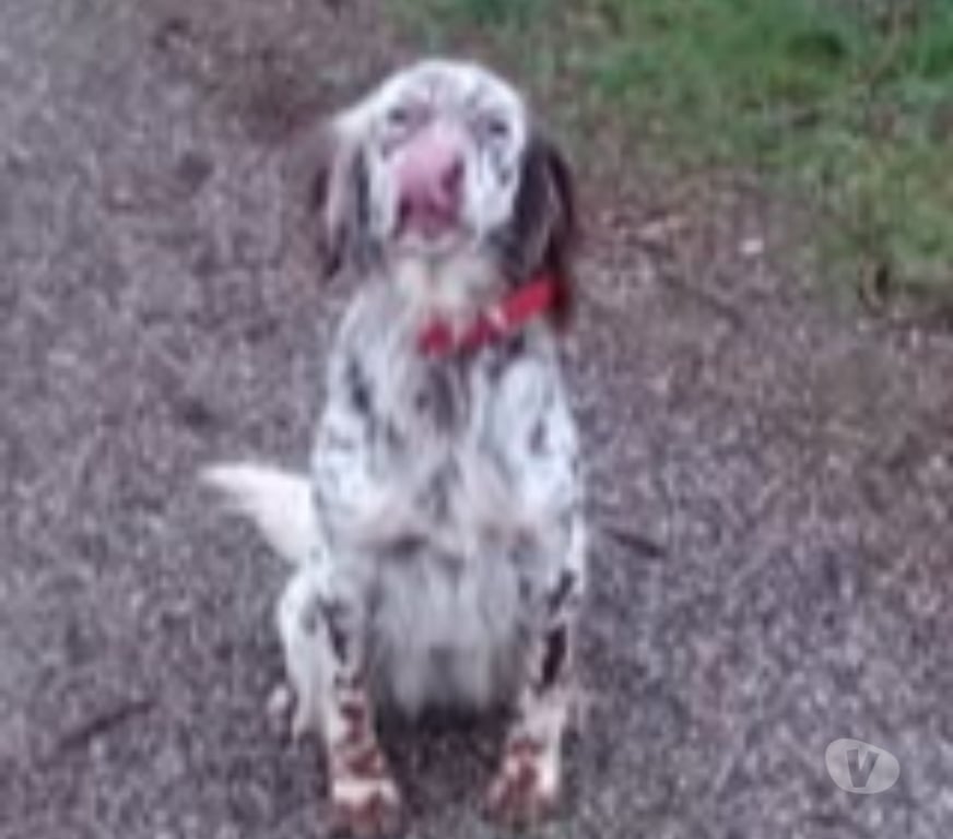 Don animaux Ardèche Tournon sur Rhone - 07300 - Photos Vivastreet Chien TAYGA à l adoption