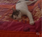 Chat FLOKI à l adoption