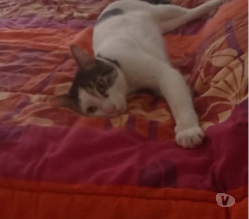 Don animaux Drôme Montelimar - 26200 - Photos Vivastreet Chat FLOKI à l adoption