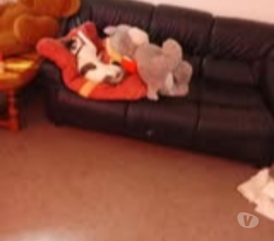 Don animaux Drôme Montelimar - 26200 - Photos Vivastreet Chat FLOKI à l adoption