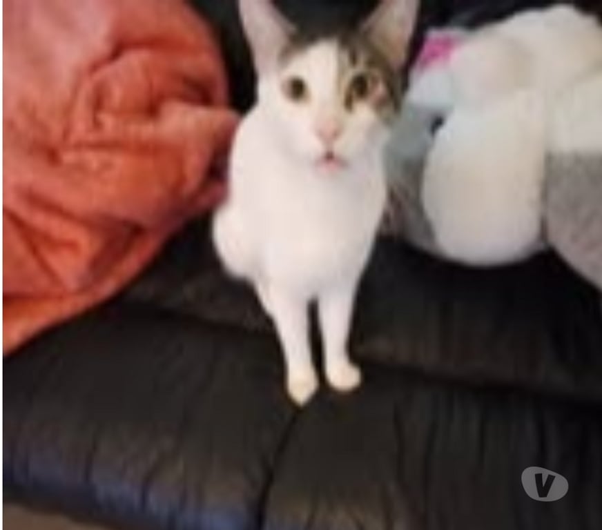 Don animaux Drôme Montelimar - 26200 - Photos Vivastreet Chat FLOKI à l adoption