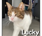 LUCKY, chat attachant et affectueux