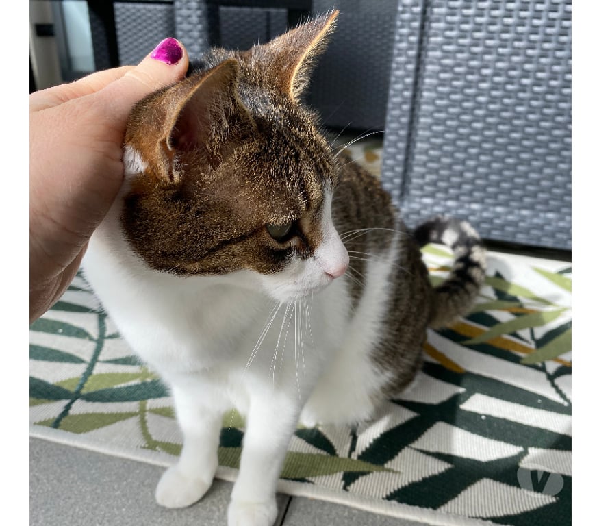 Don animaux Rhône Lyon - Photos Vivastreet LUCKY, chat attachant et affectueux