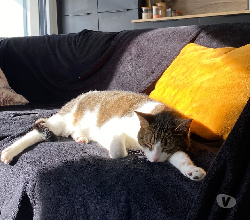 Don animaux Rhône Lyon - Photos Vivastreet LUCKY, chat attachant et affectueux