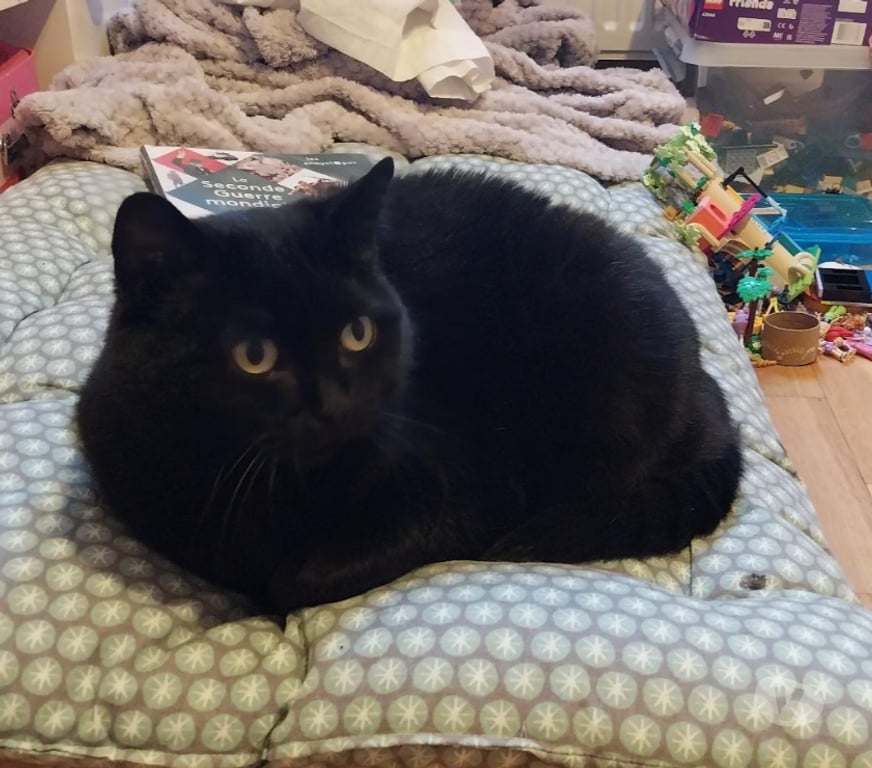 Don animaux Rhône Lyon - Photos Vivastreet TSUKI, minette attachante et joueuse