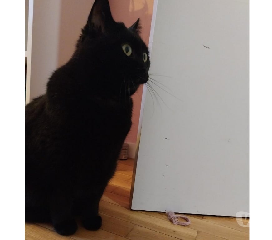 Don animaux Rhône Lyon - Photos Vivastreet TSUKI, minette attachante et joueuse