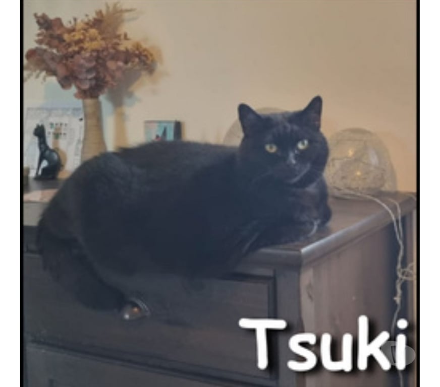 Don animaux Rhône Lyon - Photos Vivastreet TSUKI, minette attachante et joueuse