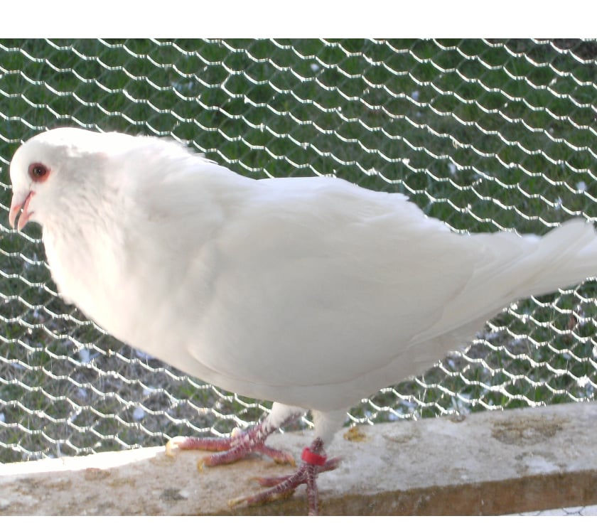 Vente Seine-et-Marne Bagneaux sur Loing - 77167 - Photos Vivastreet Pigeons de chair