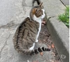 Soisy sous Montmorency - Val-d'Oise — CHIPIE A ADOPTER