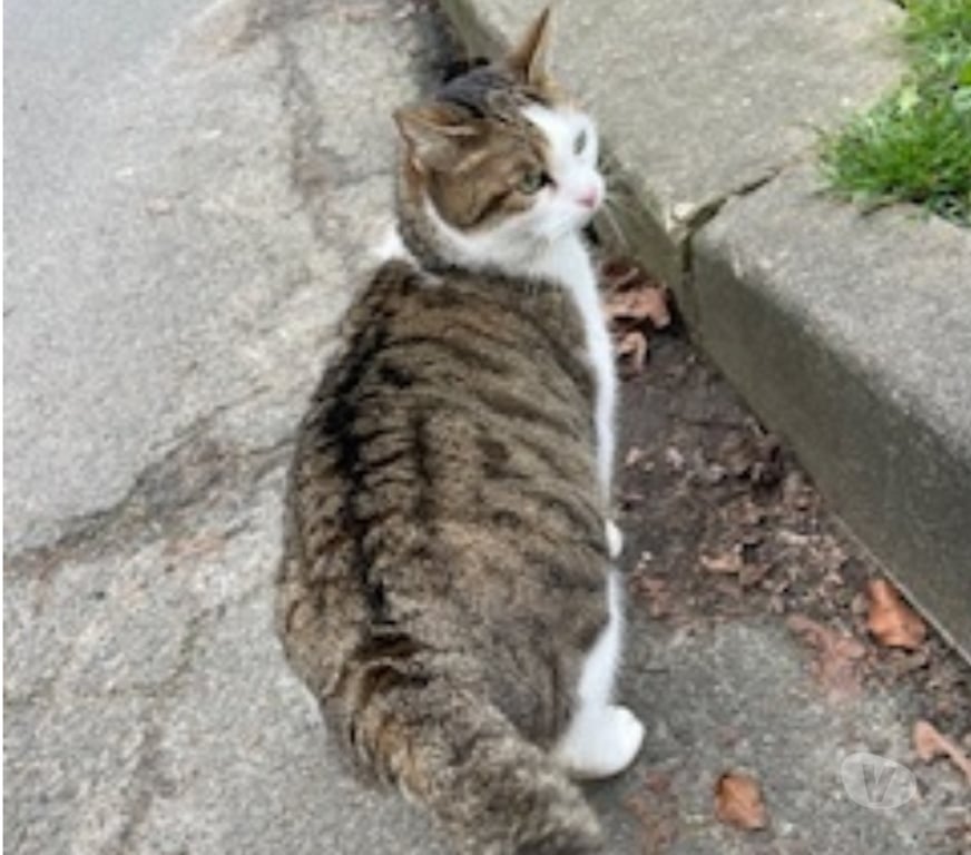 Don animaux Val-d'Oise Soisy sous Montmorency - 95230 - Photos Vivastreet CHIPIE A ADOPTER