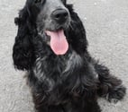 COCKER ANGLAIS SPANIEL