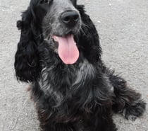 Photos Vivastreet COCKER ANGLAIS SPANIEL