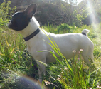 bouledogue français