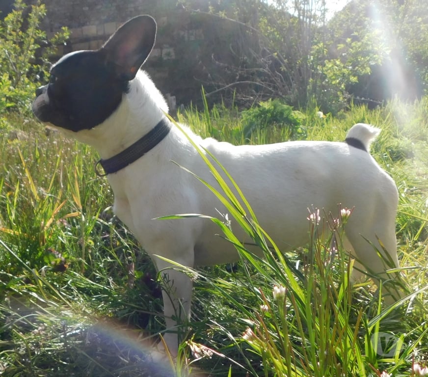 Vente Aisne Wassigny - 02630 - Photos Vivastreet bouledogue français