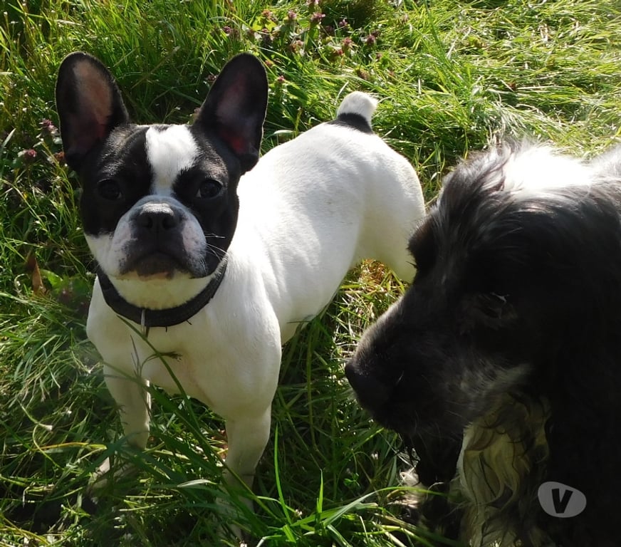 Vente Aisne Wassigny - 02630 - Photos Vivastreet bouledogue français