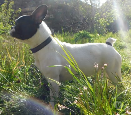 Vente animaux Wassigny Aisne - Photos Vivastreet bouledogue français