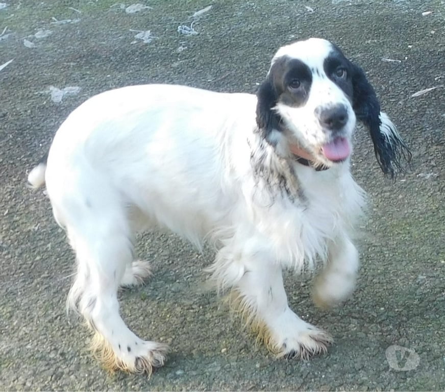 Vente Aisne Wassigny - 02630 - Photos Vivastreet COCKER ANGLAIS SPANIEL