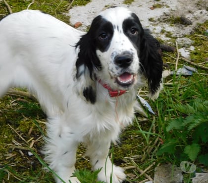 Vente animaux Wassigny Aisne - Photos Vivastreet COCKER ANGLAIS SPANIEL