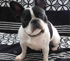 bouledogue francais