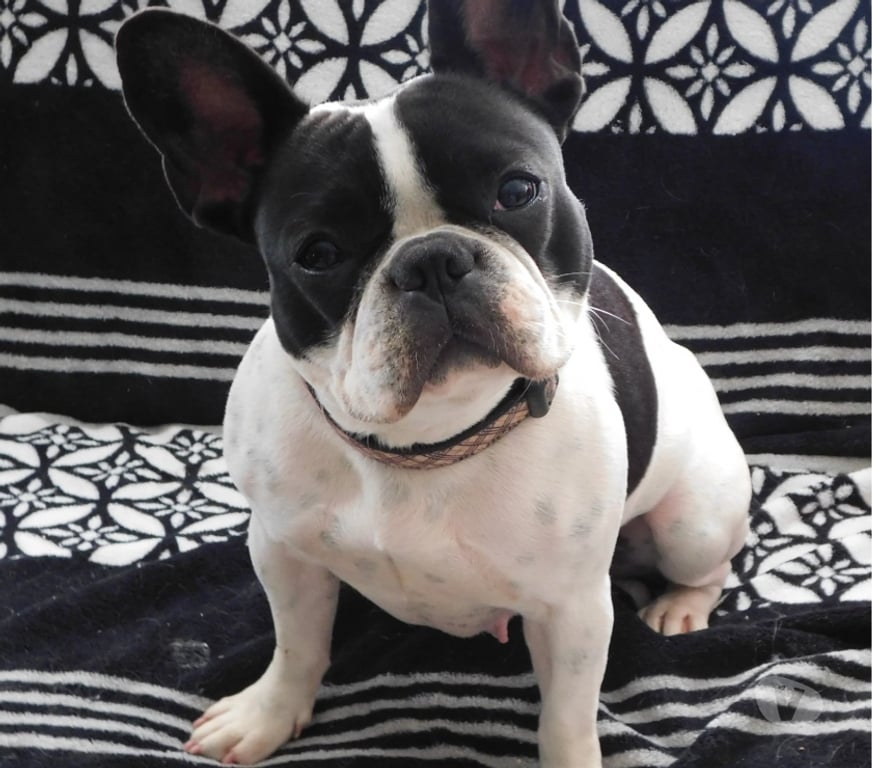 Don animaux Aisne Wassigny - 02630 - Photos Vivastreet bouledogue francais