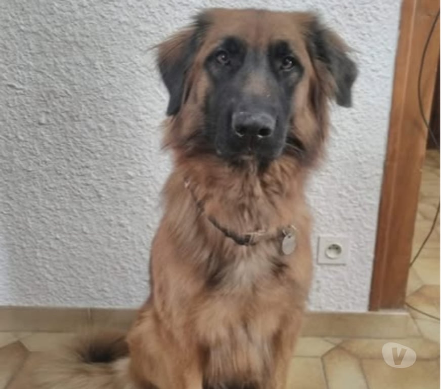 Don animaux Drôme Crest - 26400 - Photos Vivastreet Chien HISSA à l adoption