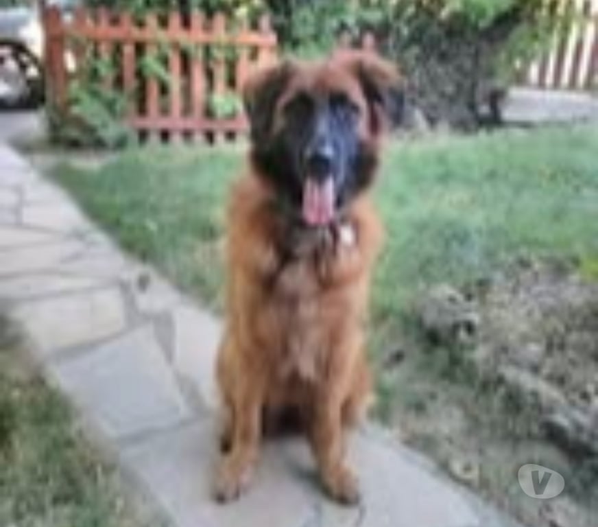 Don animaux Drôme Crest - 26400 - Photos Vivastreet Chien HISSA à l adoption