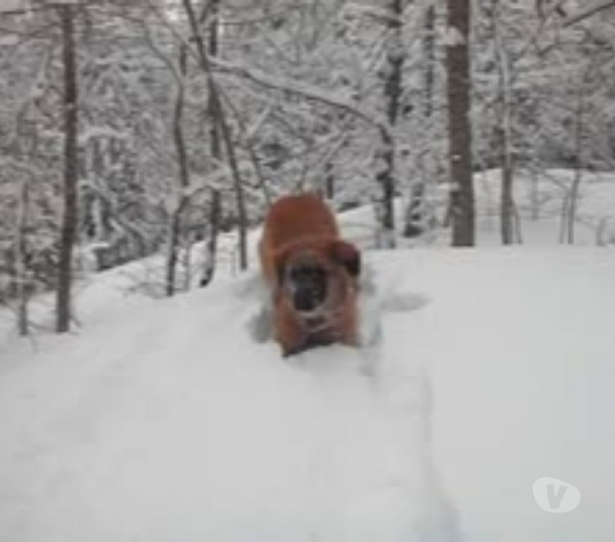 Don animaux Drôme Crest - 26400 - Photos Vivastreet Chien HISSA à l adoption