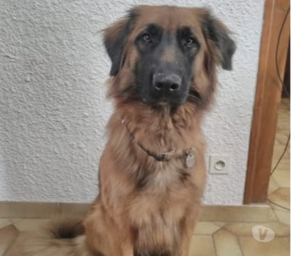 Don animaux Crest Drôme - Photos Vivastreet Chien HISSA à l adoption