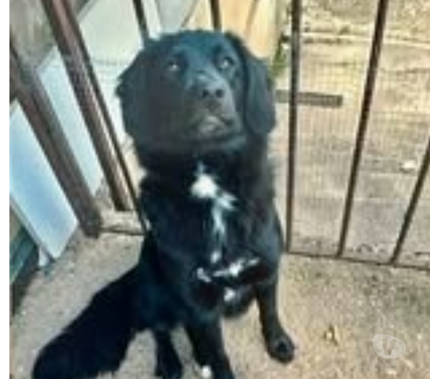 Don animaux Ardèche Vesseaux - 07200 - Photos Vivastreet Chien ASTRA à l adoption