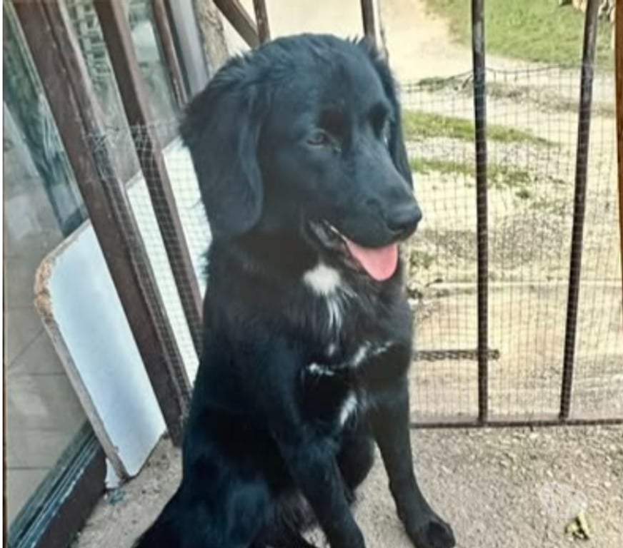 Don animaux Ardèche Vesseaux - 07200 - Photos Vivastreet Chien ASTRA à l adoption