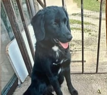 Photos Vivastreet Chien ASTRA à l adoption