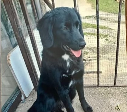 Don animaux Vesseaux Ardèche - Photos Vivastreet Chien ASTRA à l adoption